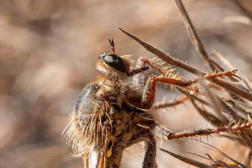 Réf. 333 961 : Stenopogon junceus